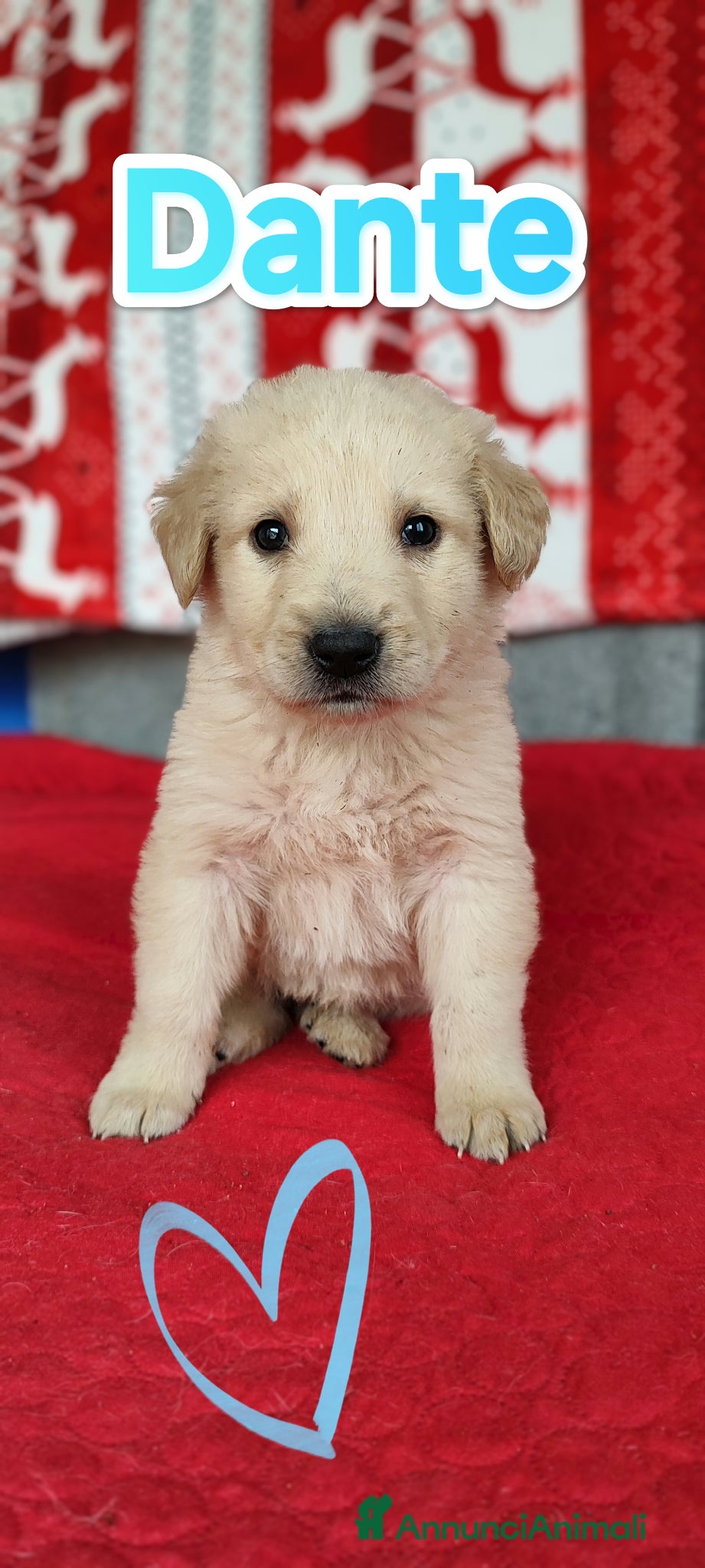 Meticcio cani Sette cuccioli cercano adozione in famiglia - Annuncio 2