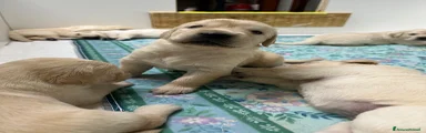 Golden Retriever 2