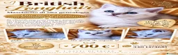 British gatti in vendita: British dolcissimo, alta genealogia KIT REGALO - Annuncio 2