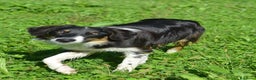 Border Collie cani in vendita: Cucciolone di Border Collie  - Annuncio 5