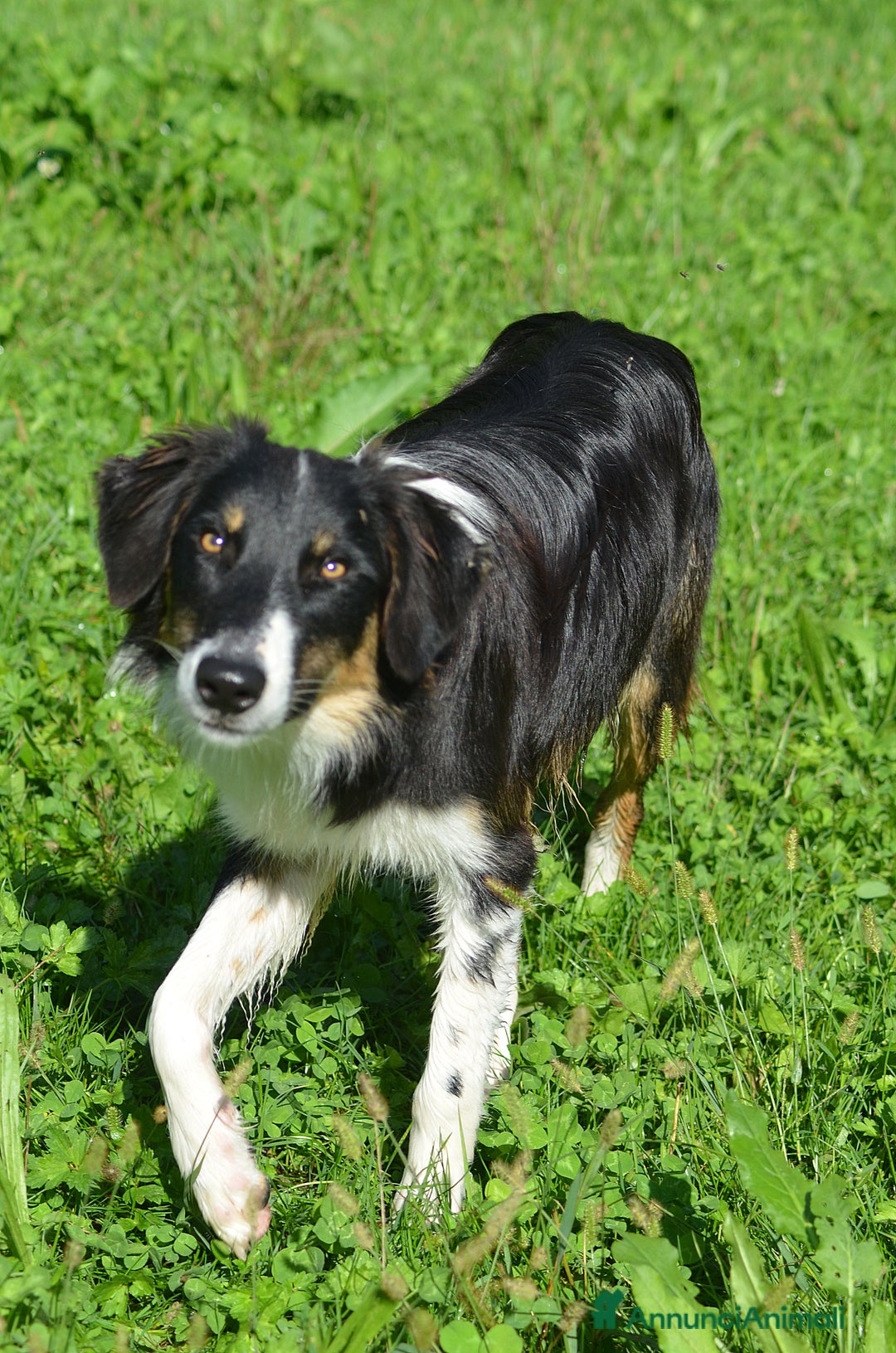 Border Collie cani in vendita: Cucciolone di Border Collie  - Annuncio 5