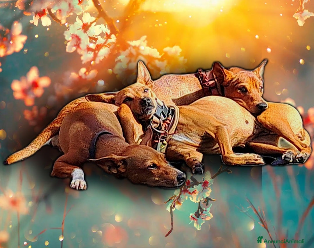 Meticcio cani in vendita: Cuccioli chihuahua pinscher  - Annuncio 2