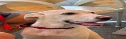 Meticcio cani in regalo: Kira cerca casa a Città metropolitana di Messina - Annuncio 3