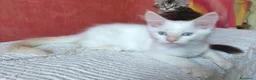 Maine Coon gatti in vendita: Cuccioli Maine coon femmine Tortie - Annuncio 3