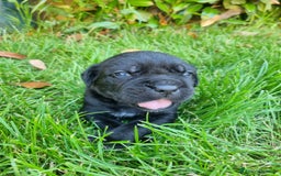 Cane Corso cani in vendita: Cuccioli di cane corso alta genealogia  a Provincia di Verona - Immagine 12