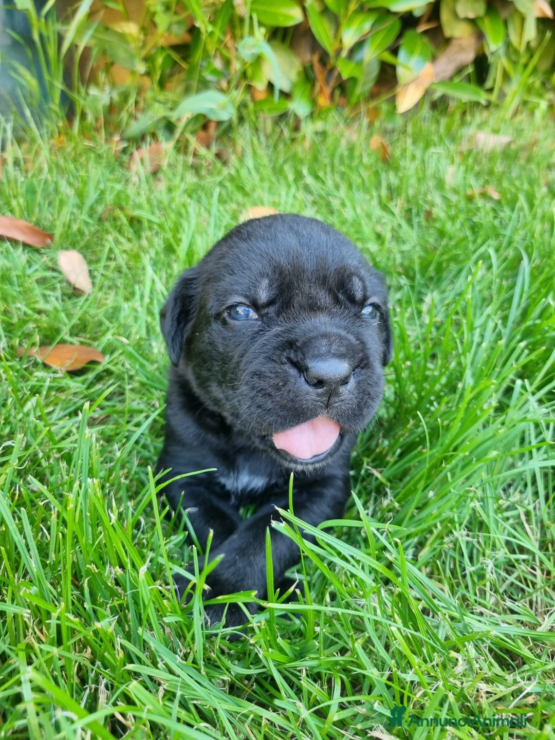 Cane Corso cani in vendita: Cuccioli di cane corso alta genealogia  a Provincia di Verona - Immagine 12