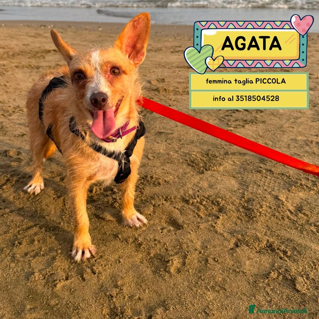 Meticcio cani Agata dolce cagnolina taglia piccola cerca casa  - Annuncio 2