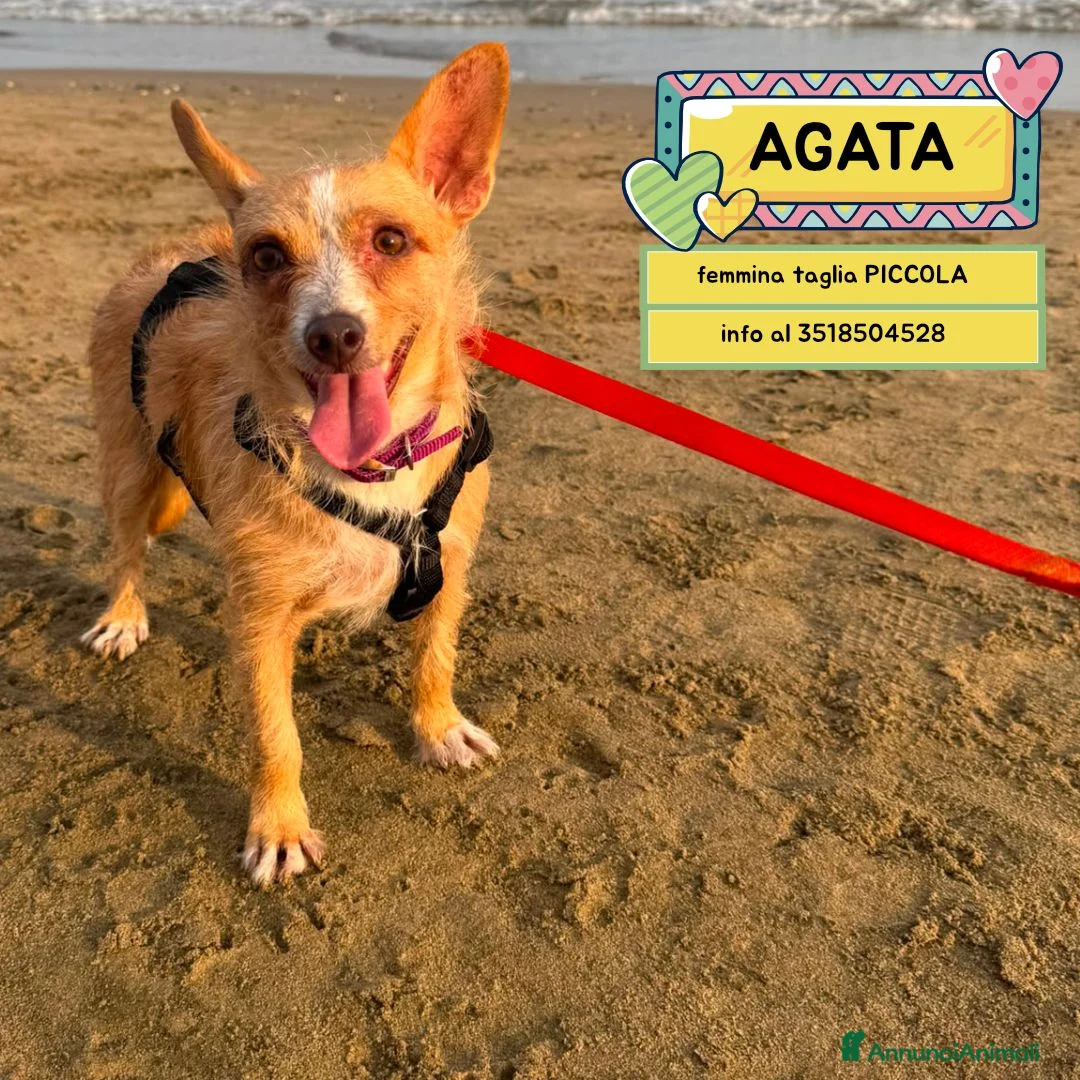 Meticcio cani in regalo: Agata dolce cagnolina taglia piccola cerca casa  - Annuncio 1