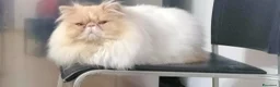 Persiano gatti in vendita:  Gattina Persiana  - Annuncio 5