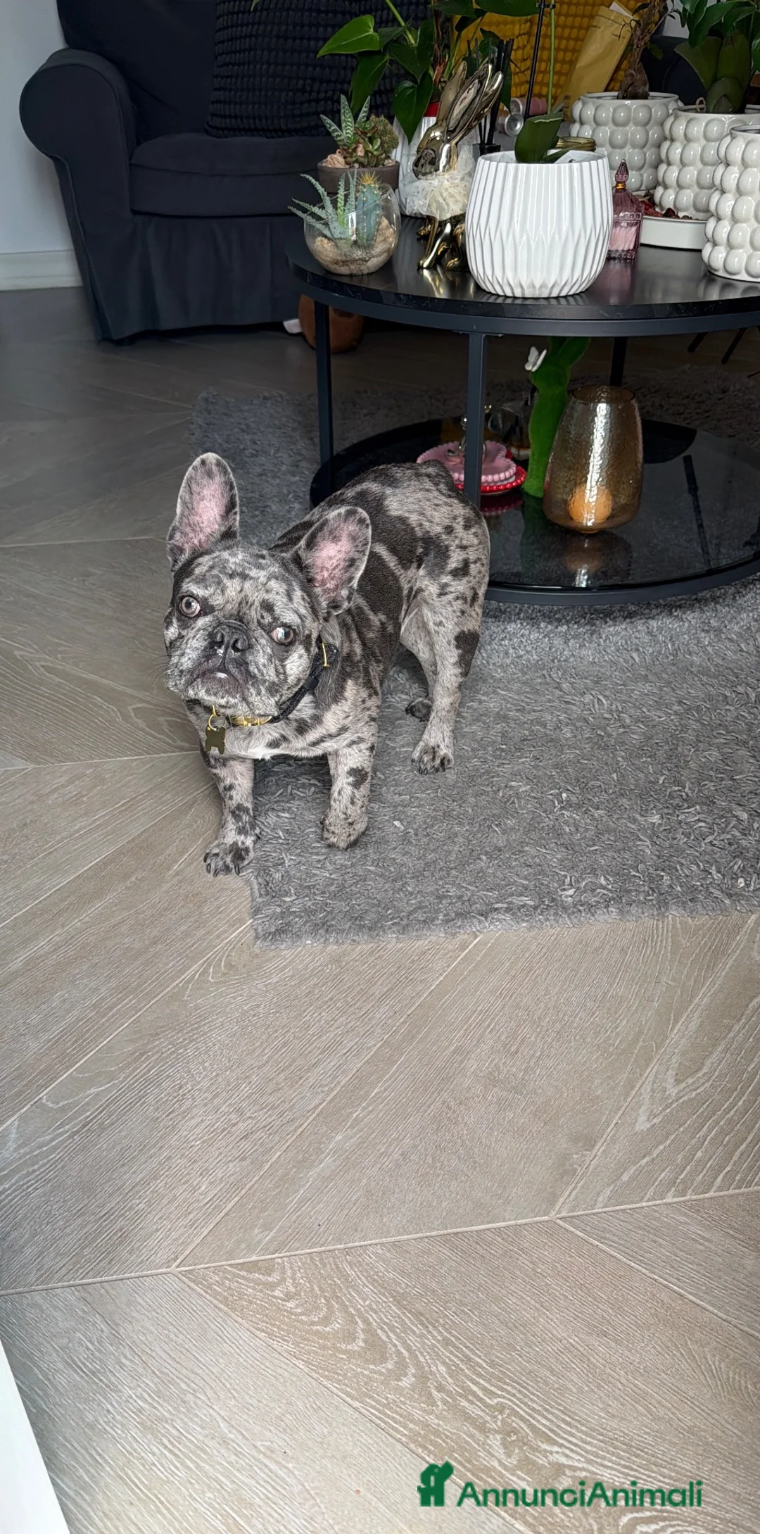 Bulldog Francese cani in vendita: Bulldog francése blue merle - Annuncio 4