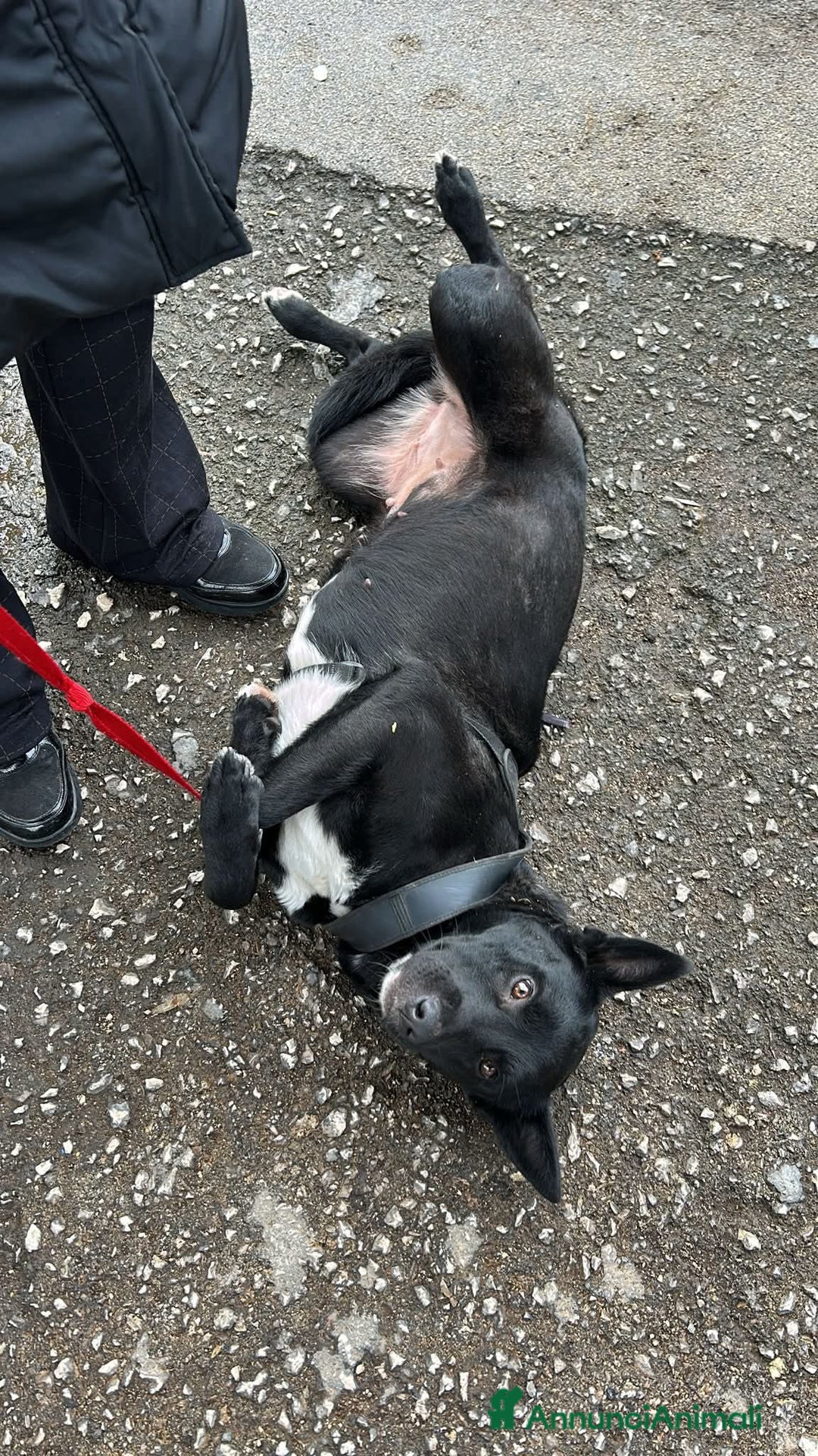 Meticcio cani in regalo: Alice - Annuncio 2