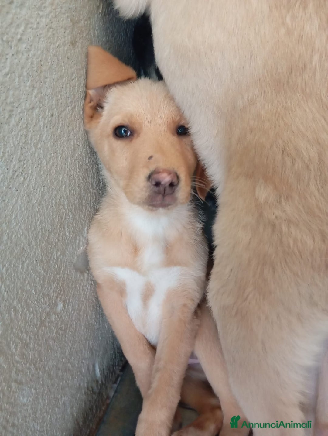 Meticcio cani in regalo: Caramel, taglia media!  - Annuncio 4