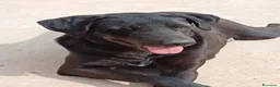Meticcio cani in regalo: Lucy, una simil labrador in cerca di famiglia - Annuncio 1