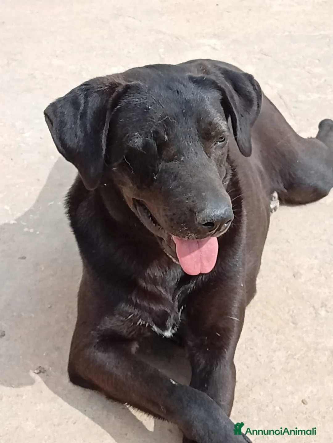 Meticcio cani in regalo: Lucy, una simil labrador in cerca di famiglia - Annuncio 1