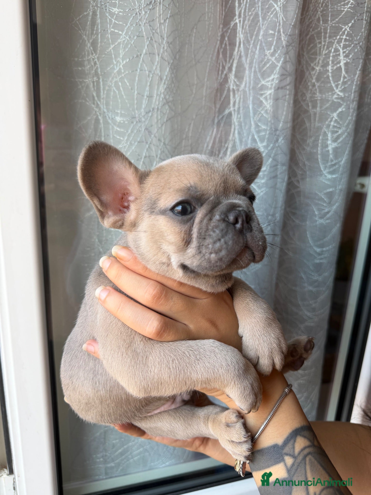 Bulldog Francese cani Bulldog Francesi blue maschi  - Annuncio 35