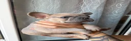 Bulldog Francese cani in vendita: Bulldog Francesi blue maschi  - Annuncio 1