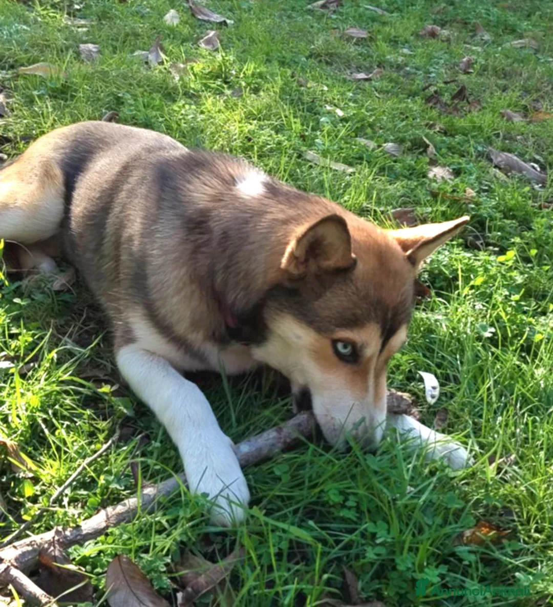 Meticcio cani in regalo: SKY E OLAF MIX HUSKY  - Annuncio 3
