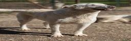 Meticcio cani in regalo: Pepe: dolce e socievole con tutti  - Annuncio 4