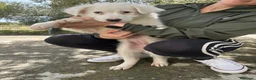 Meticcio cani in regalo: kenia e zora - Annuncio 3