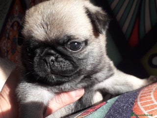 Carlino cani Carlino Cucciolo Maschio - Annuncio 1