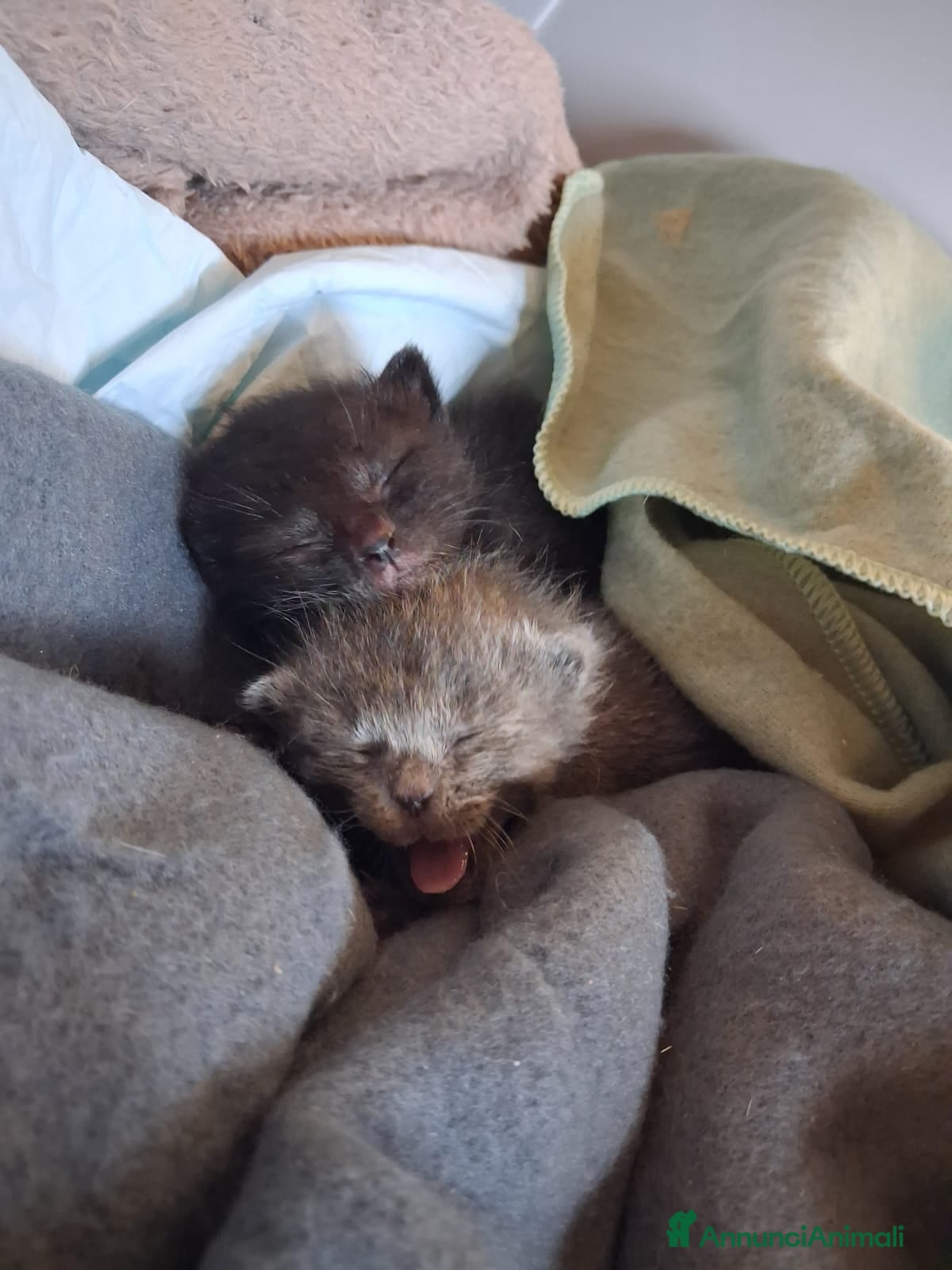 Meticcio gatti Toto' & Peppino  - Annuncio 1