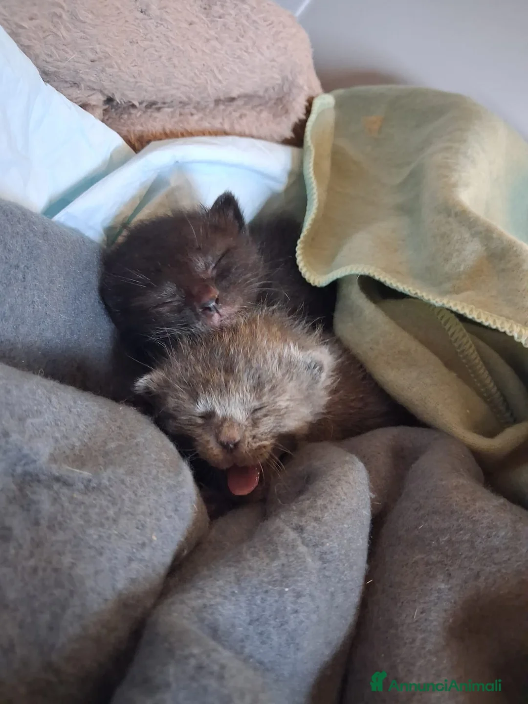 Meticcio gatti in regalo: Toto' & Peppino  - Annuncio 1