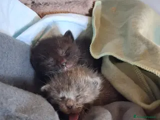 Meticcio gatti Toto' & Peppino - Annuncio 1