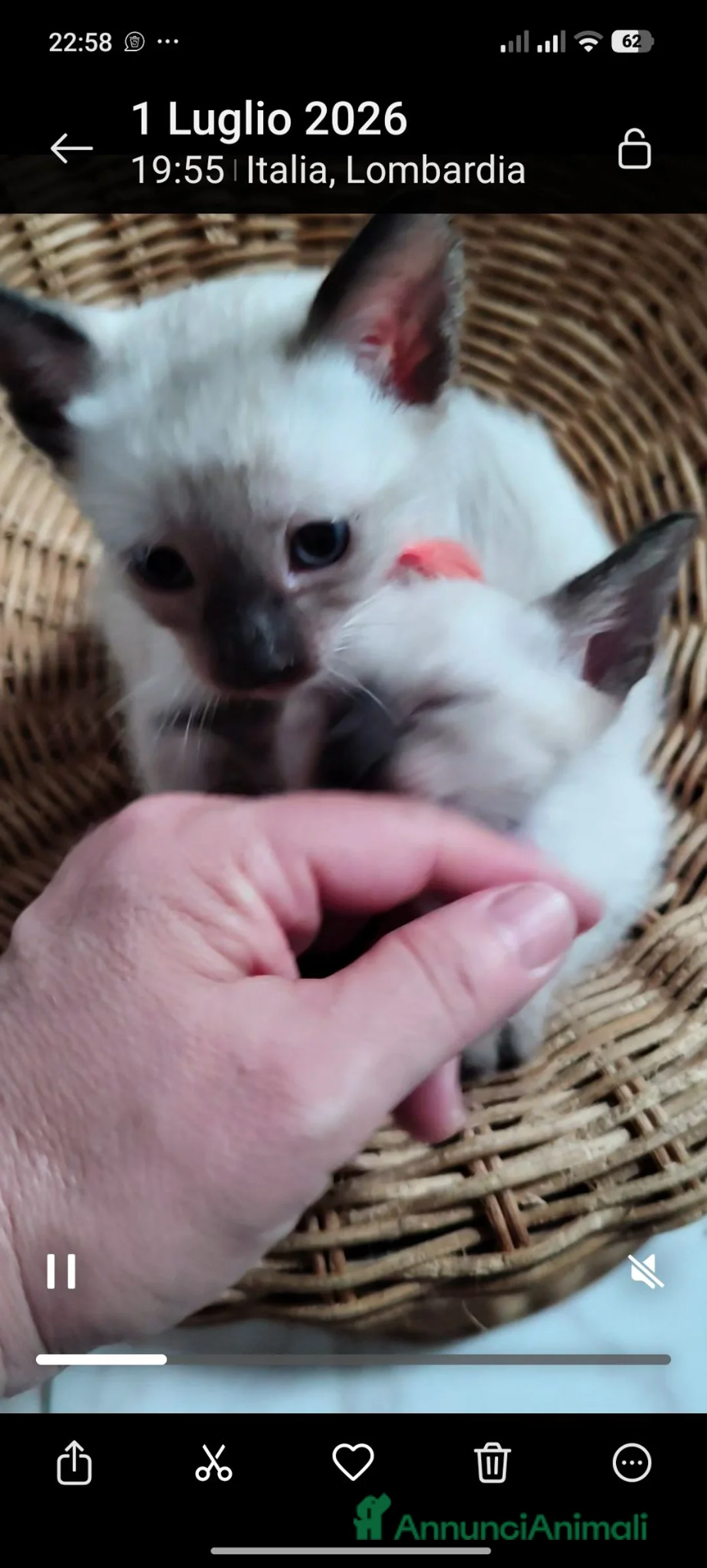 Thai gatti in vendita: Siamese tradizionale, Thai microchip Pedigree  - Annuncio 2