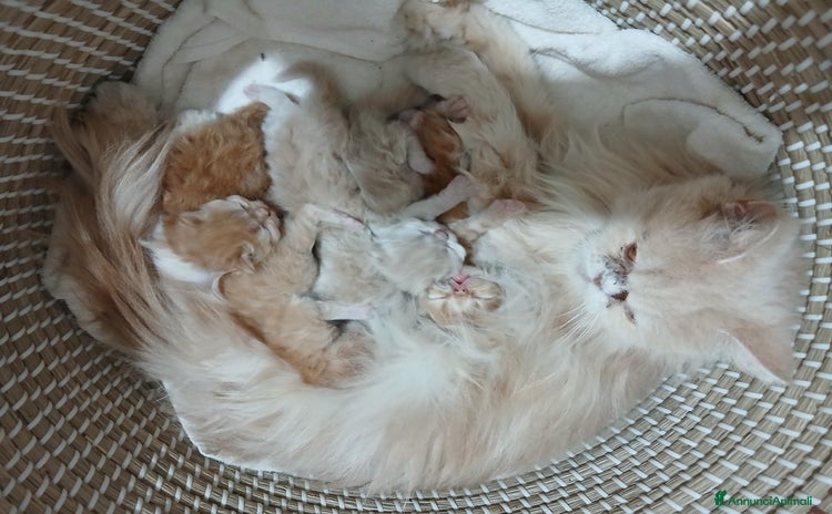 Persiano gatti a Provincia di Vicenza - Annuncio 1