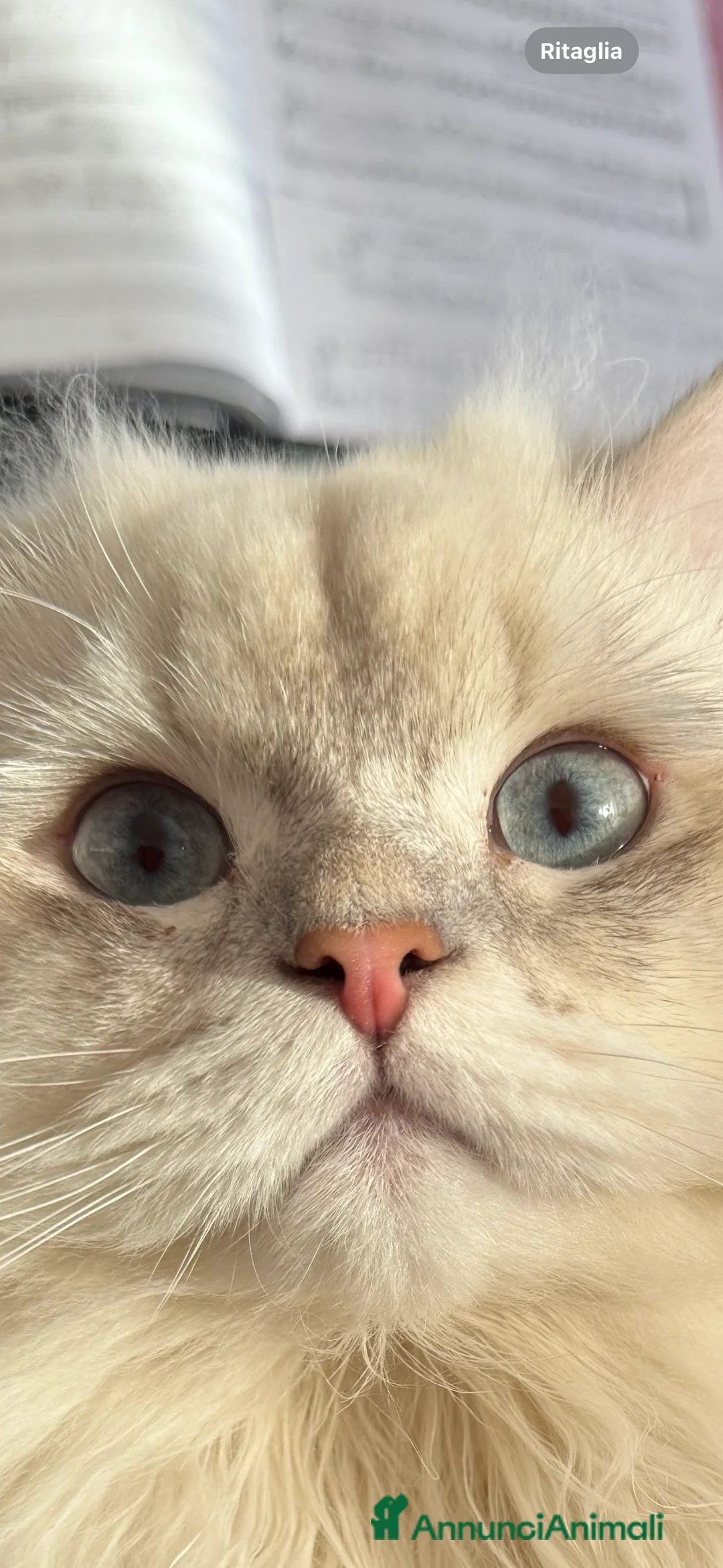 Scottish gatti per accoppiamento: Scottish Straight per accoppiamento  a Provincia di Varese - Annuncio 9