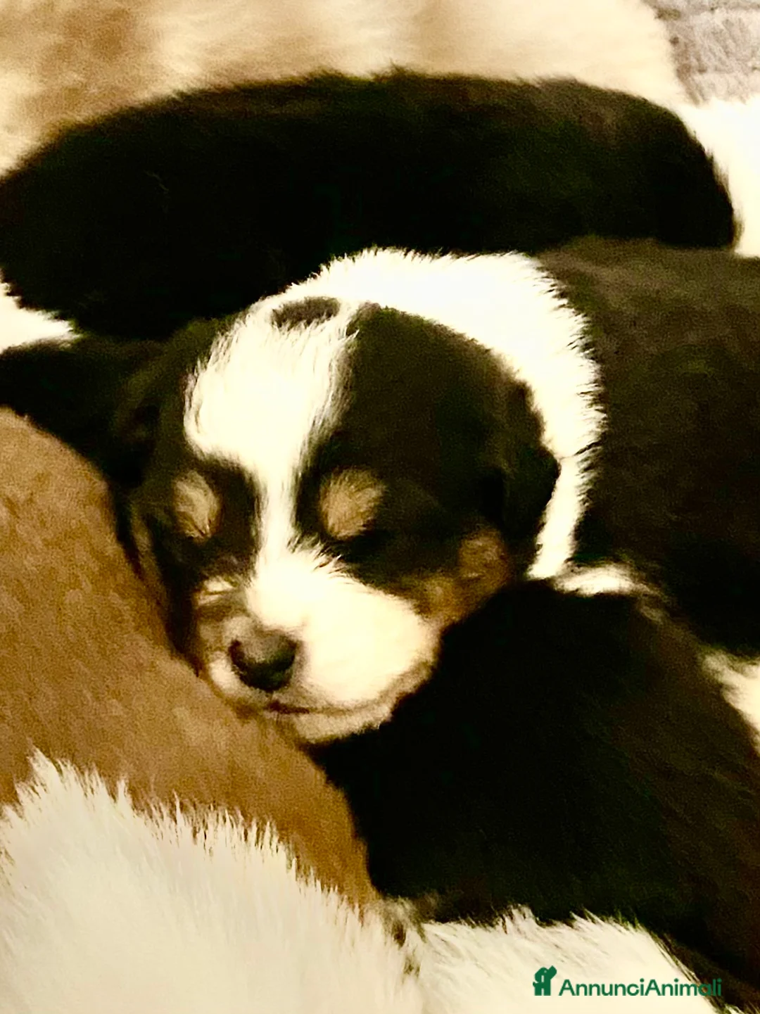 Australian Shepherd cani in vendita: Australian Shepherd pastore Australiano cuccioli - Annuncio 5