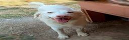 Meticcio cani in regalo: Femmina taglia media 1 anno  - Annuncio 1
