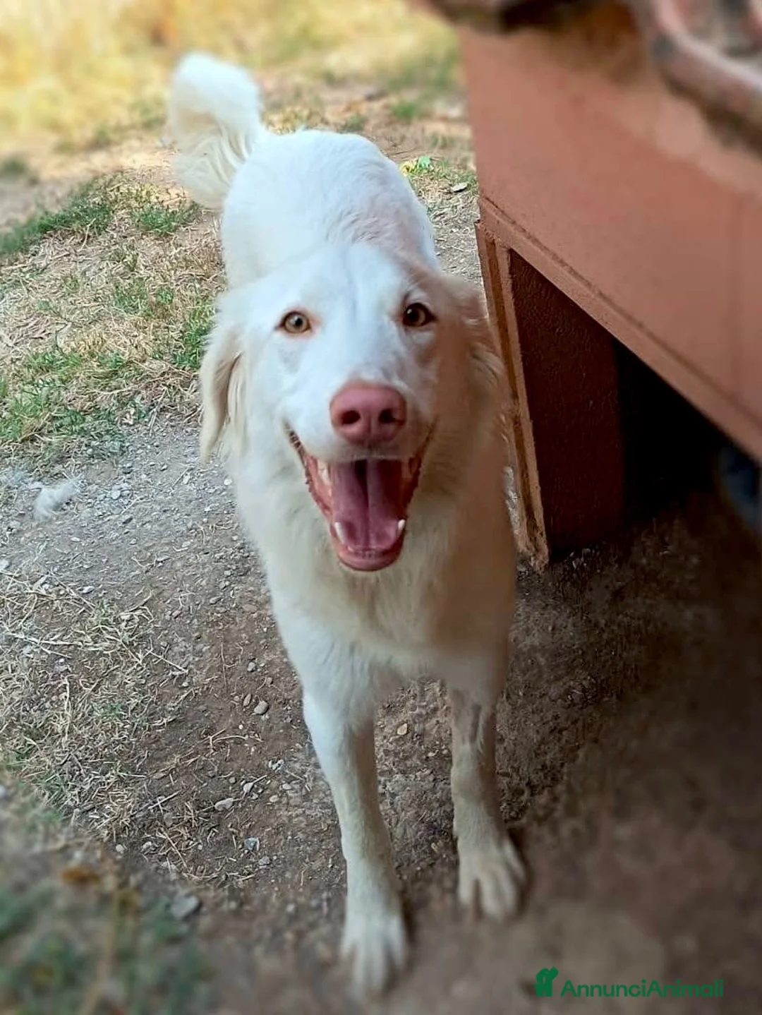 Meticcio cani in regalo: Femmina taglia media 1 anno  - Annuncio 1