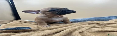 Bulldog Francese Cucciolo 1
