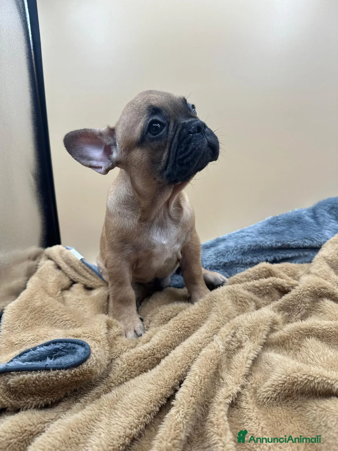 Bulldog Francese cani in vendita: Bouledogue Francese - Annuncio 2