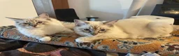 Ragdoll gatti in vendita: Gatto ragdoll - Annuncio 4