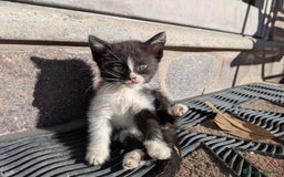 Europeo gatti in regalo: Quattro gattini disponibili per adozione - Annuncio 5