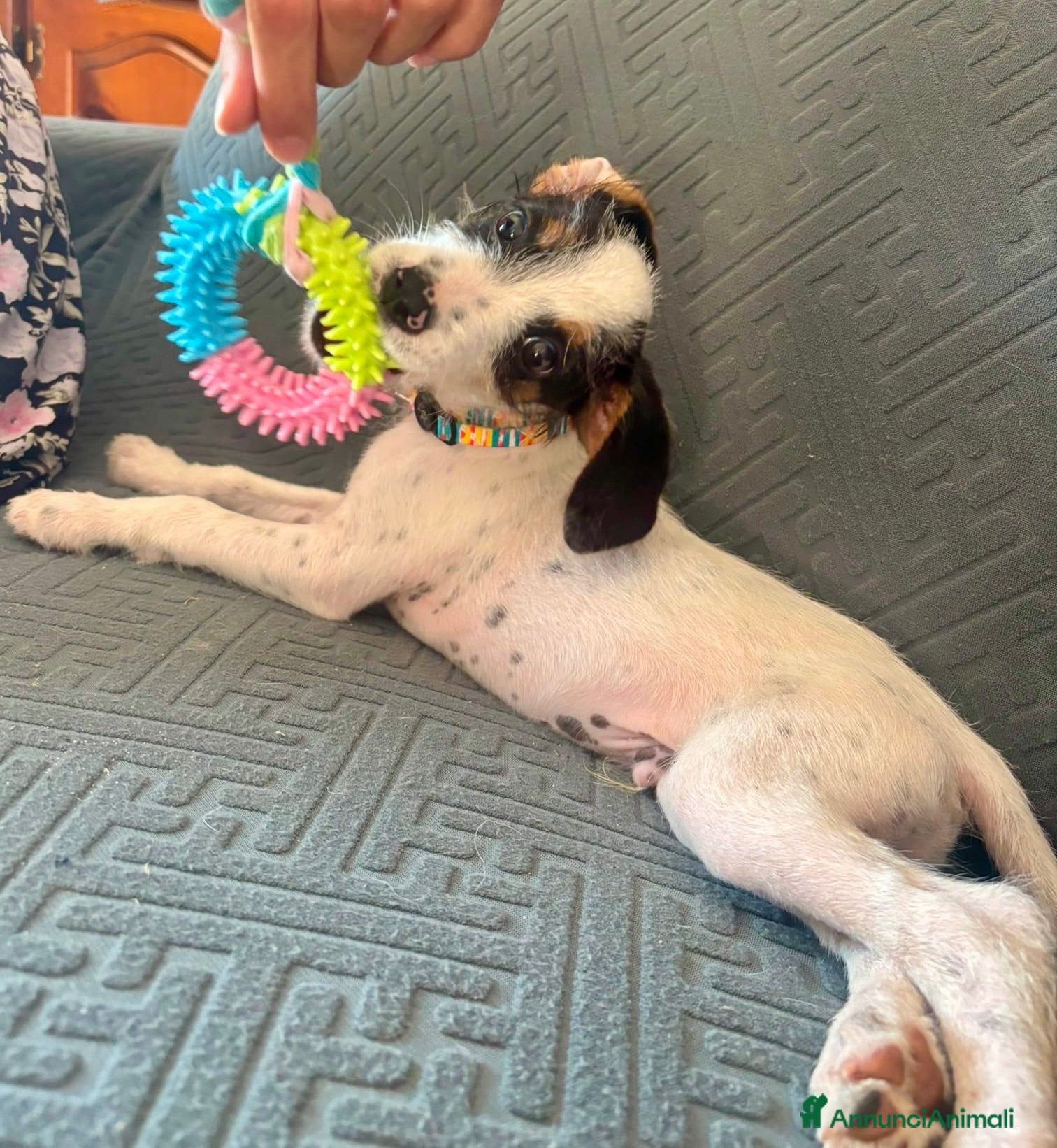 Segugio cani Aramis cucciolo due mesi socievole - Annuncio 4