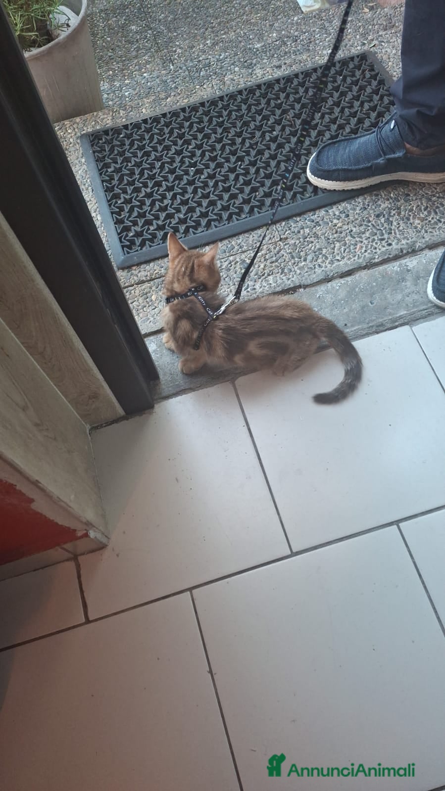 Altre razze gatti in vendita: Calico van bengalese - Annuncio 6