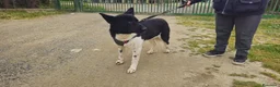 Meticcio cani in regalo: LUPETT - Annuncio 3