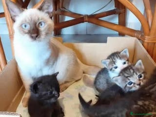 Altre razze gatti Gattini mix - Annuncio 15