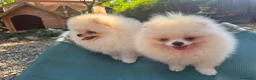 Volpino Pomerania cani in vendita: Volpino di Pomerania  - Annuncio 3