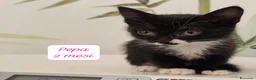 Altre razze gatti in regalo: Tanti gattini desiderosi di trovare casa  a Provincia di Bergamo - Annuncio 3
