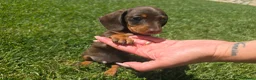 Bassotto cani in vendita: Bassotto tedesco  a Città metropolitana di Roma Capitale - Annuncio 6