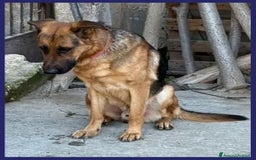 Pastore Tedesco cani in regalo: ZEUS  3anni gettato dall'auto! Molto bravo - Immagine 3