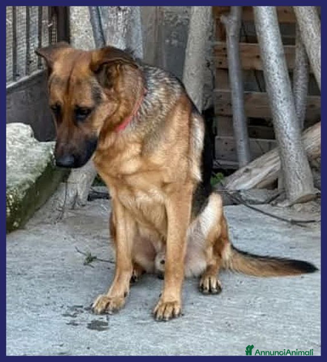 Pastore Tedesco cani in regalo: ZEUS  3anni gettato dall'auto! Molto bravo - Immagine 3