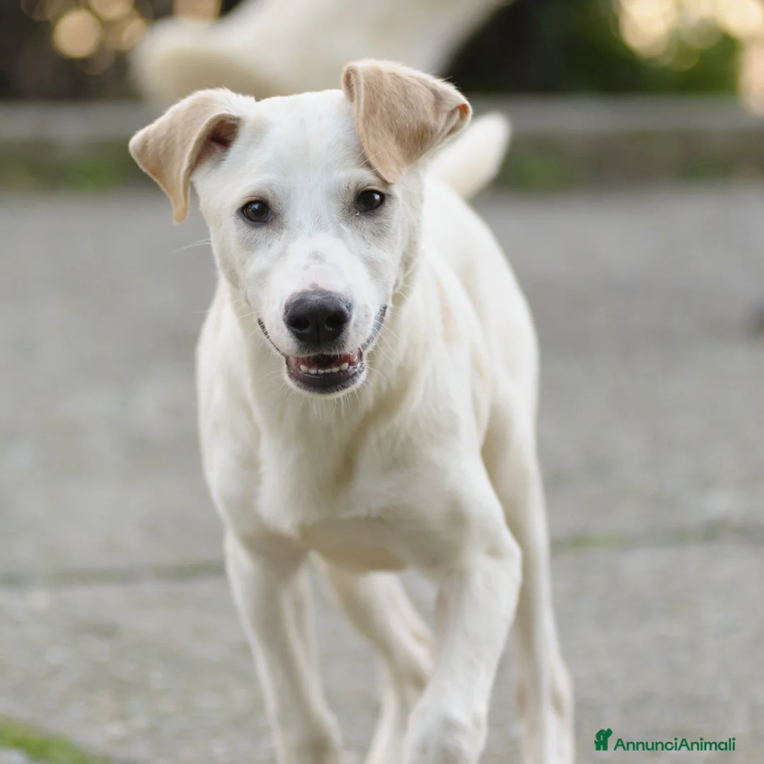 Altre razze cani in regalo: oliver e bruce - Annuncio 5