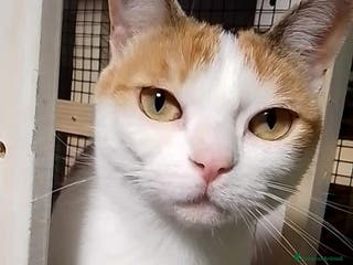 Europeo gatti Tenerissima micia in adozione, TRILLY ! - Annuncio 20