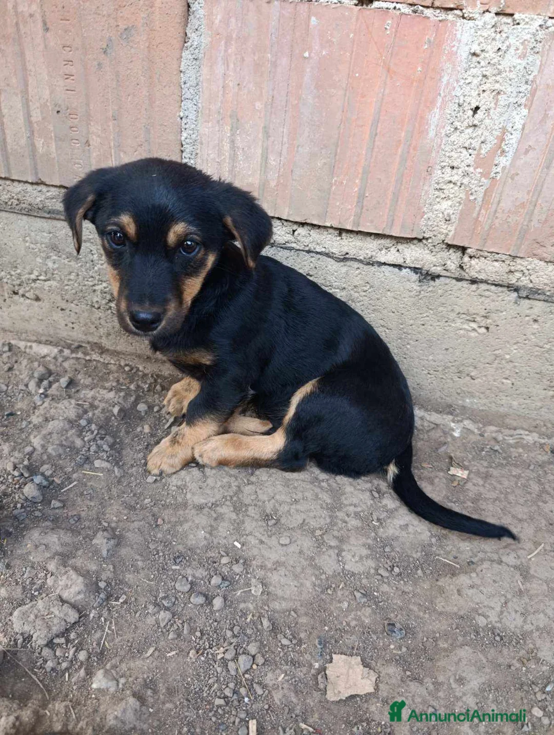 Bassotto cani in regalo: LEO, adorabile cucciolo mix BASSOTTO! 3 MESI - Annuncio 8