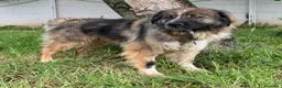 Meticcio cani in regalo: PRUGNA STUPENDA CAGNOLONA - Annuncio 3